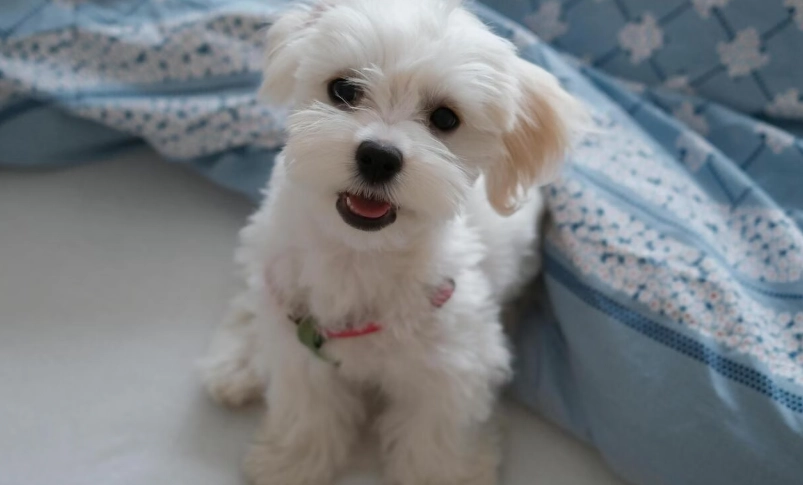 馬爾濟斯體型標準