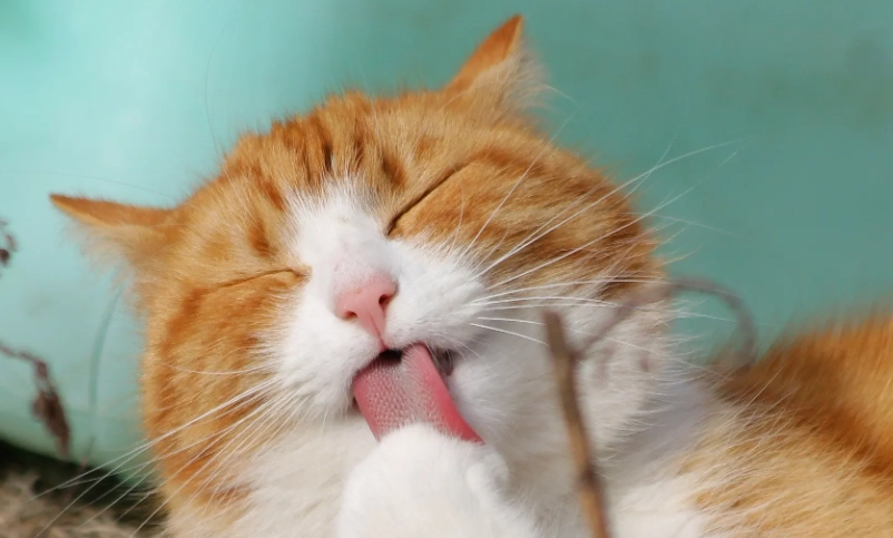 貓的行為解密：專家教你讀懂喵星人心思