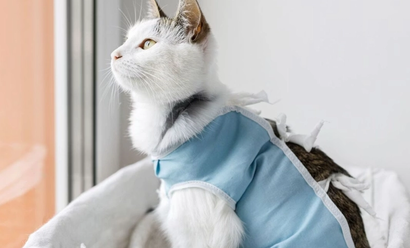 母貓結紮恢復時間全指南：從手術到康復的關鍵照顧步驟