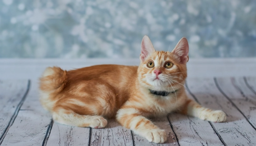 麒麟尾貓咪個性全解析：牠們真的聰明又固執嗎？飼主必讀指南