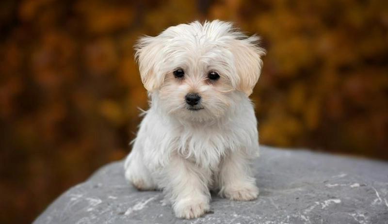 馬爾濟斯可以吃西瓜嗎？獸醫解答安全餵食3大關鍵