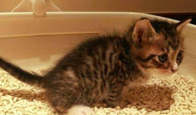 一個月幼貓拉肚子怎麼辦？完整原因與處理指南