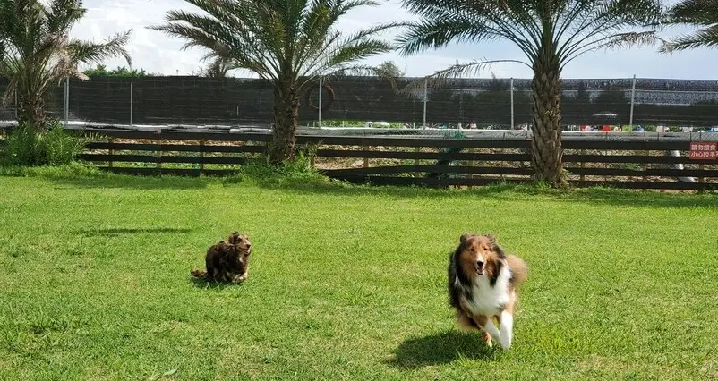 狗狗運動場