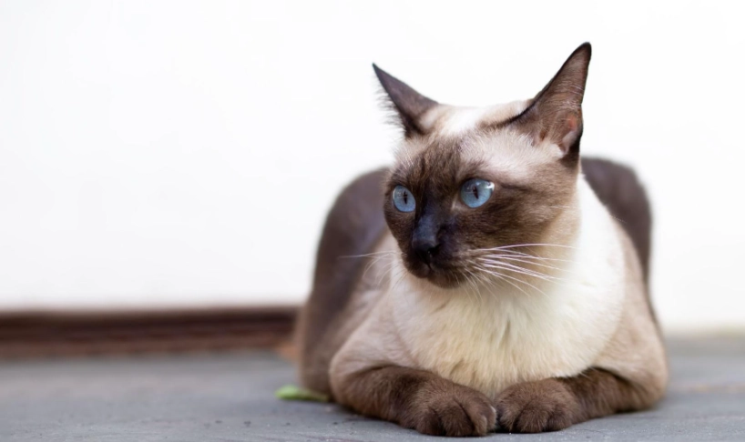 暹羅貓品種混血