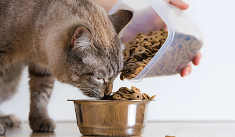 貓咪乾糧餵食量計算