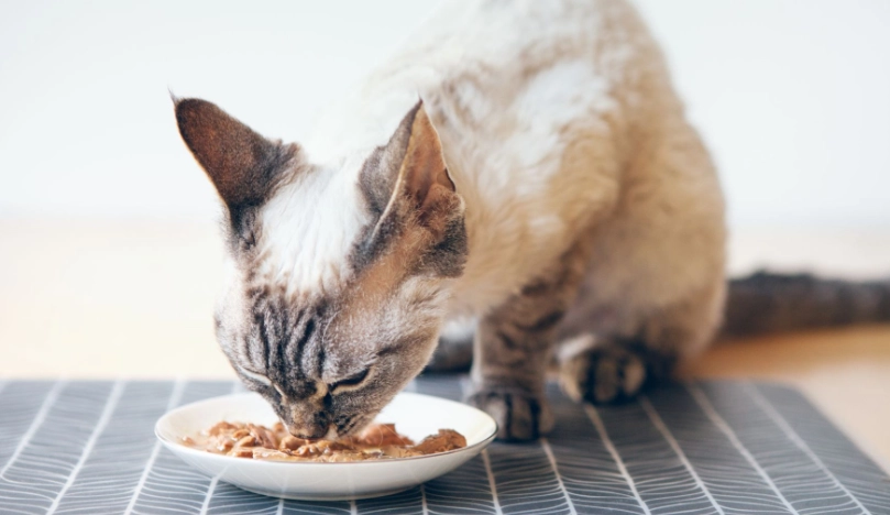 貓咪每日熱量需求