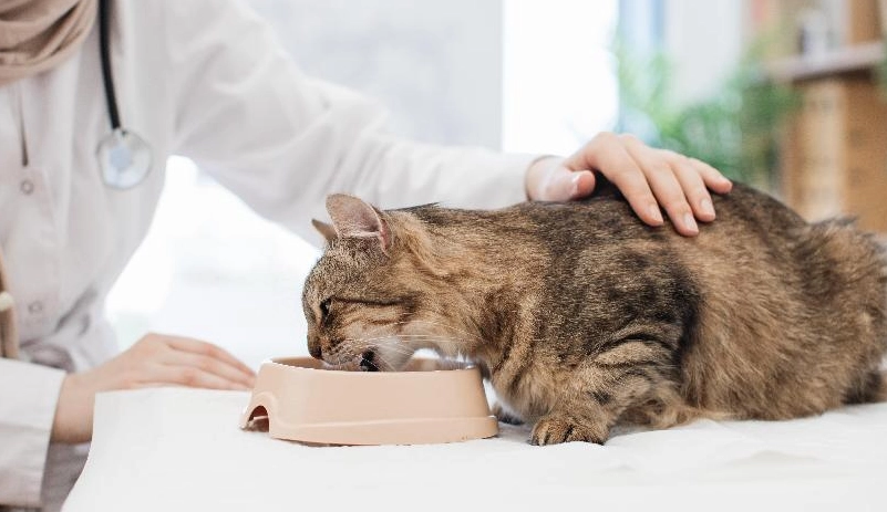 貓咪每日熱量需求