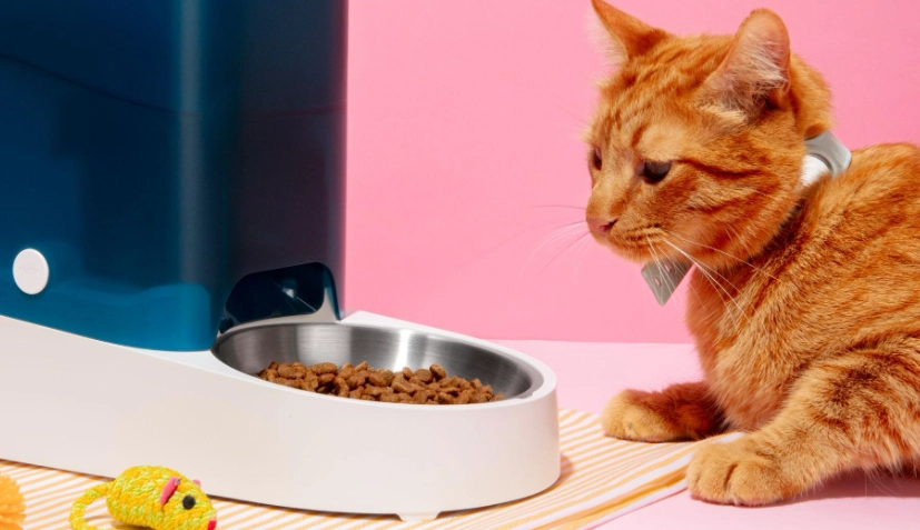 貓咪每日熱量需求