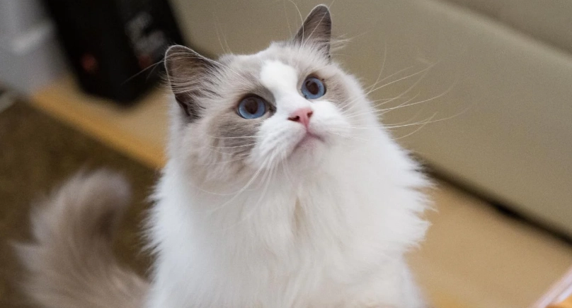 布偶貓成長體重全解析：幼貓到成貓的完整指南