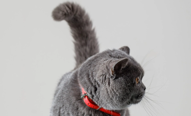 貓咪尾巴左右甩全解析：秒懂主子情緒與應對指南