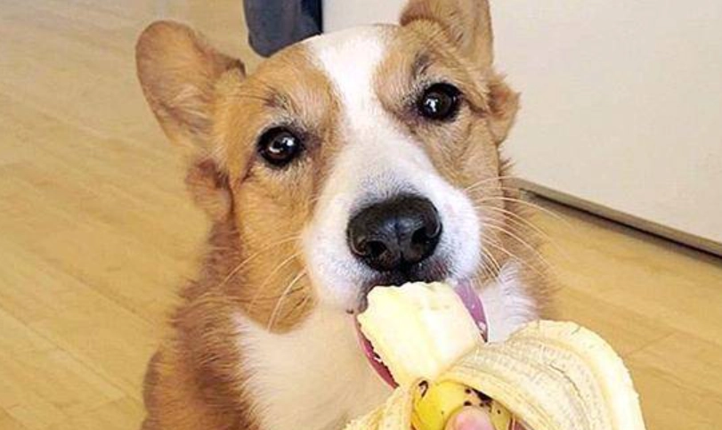 狗吃香蕉