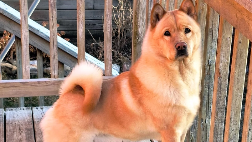 秋田柴犬混種訓練