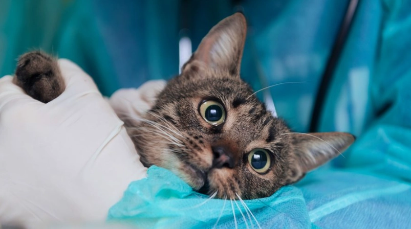 貓皰疹病毒症狀