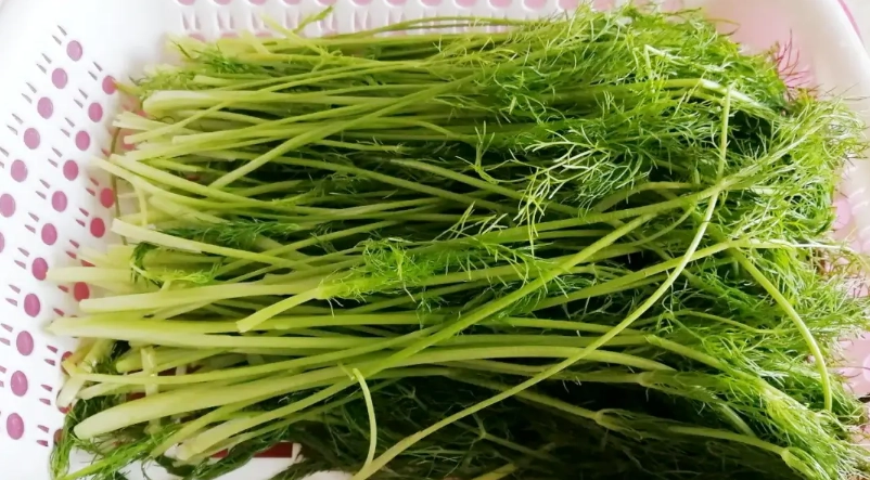 茴香菜清洗