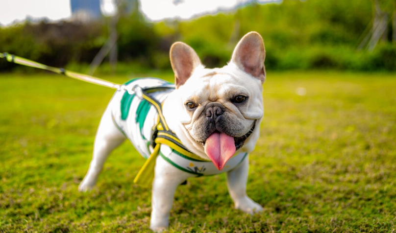 養法鬥一個月花費全解析：從日常開銷到隱藏成本完整公開