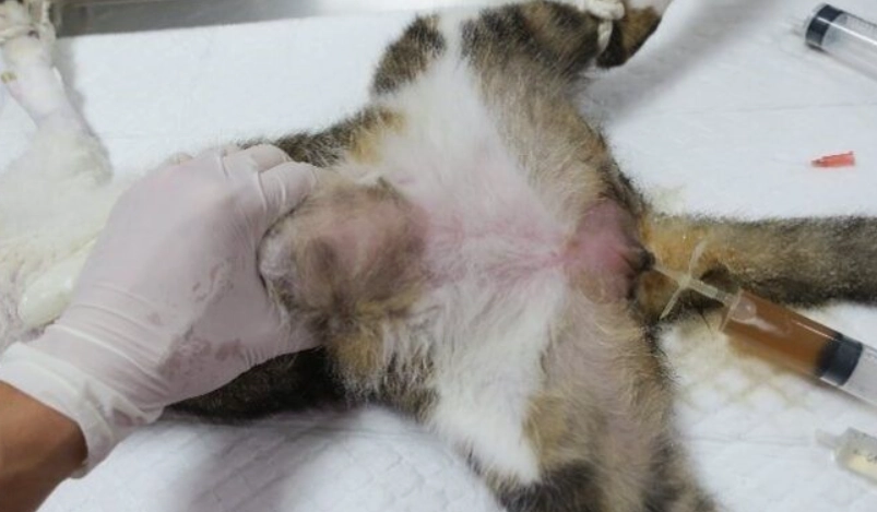 貓咪膀胱炎治療時間