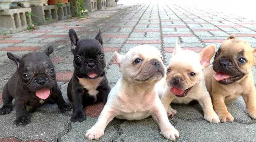 法國鬥牛犬英國鬥牛犬差異