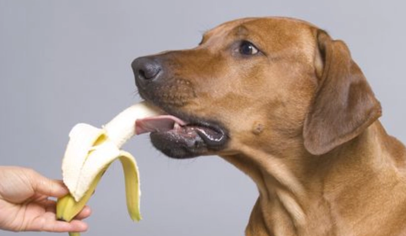 狗可以吃香蕉嗎？獸醫教你安全餵食的完整指南
