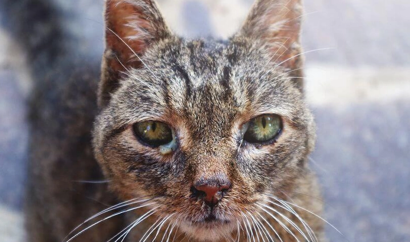 貓皰疹病毒症狀