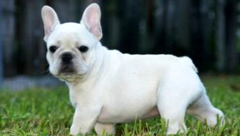 法國鬥牛犬英國鬥牛犬差異