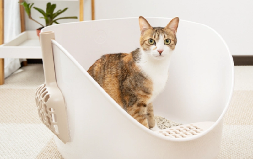 貓咪膀胱炎治療時間