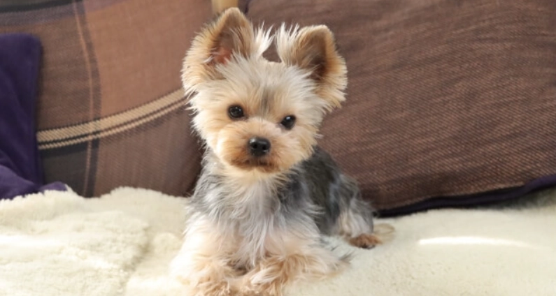 公狗結紮行為變化