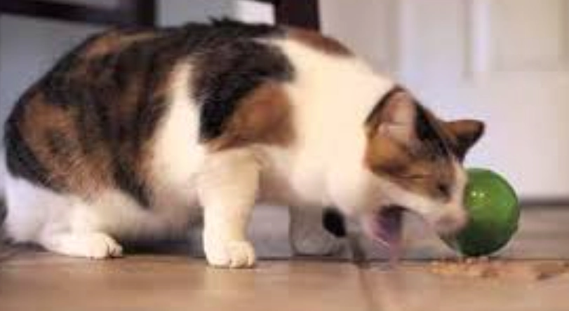 如何預防貓吐毛球