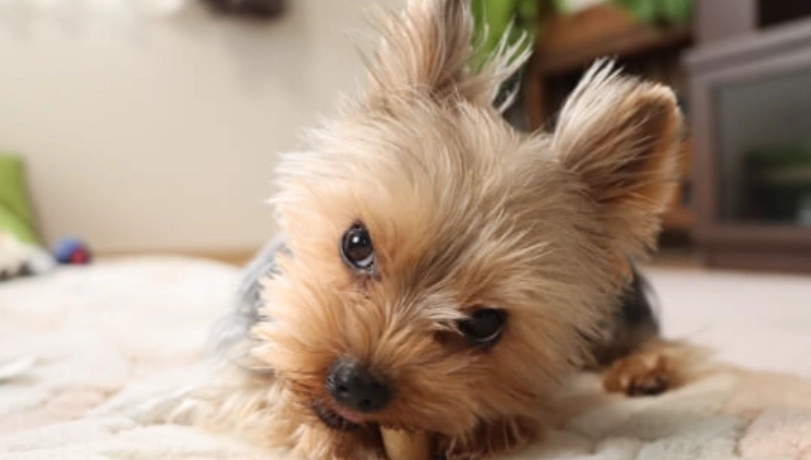 結紮後狗狗攻擊性