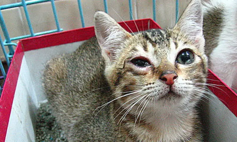 貓皰疹病毒治療