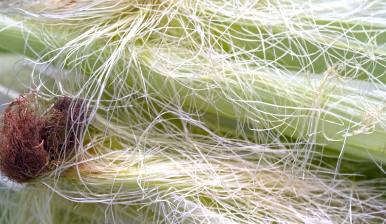 玉米鬚功效全解析：利尿、降壓、控糖的天然秘方