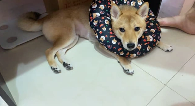 結紮後狗狗攻擊性