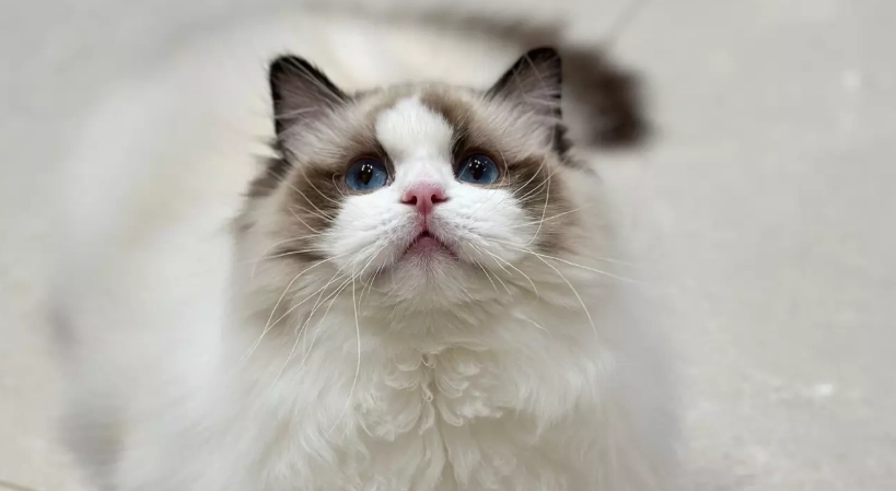 布偶貓好養嗎？深入解析性格、照護重點與常見迷思