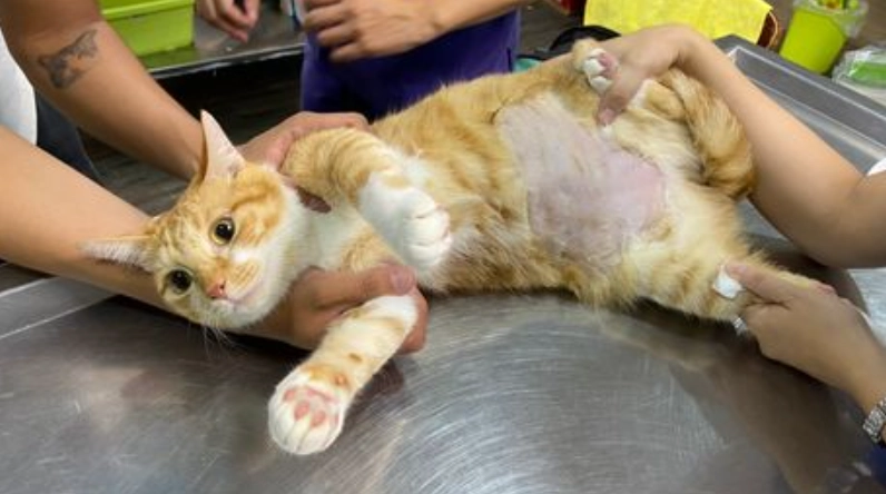 貓咪膀胱炎復發