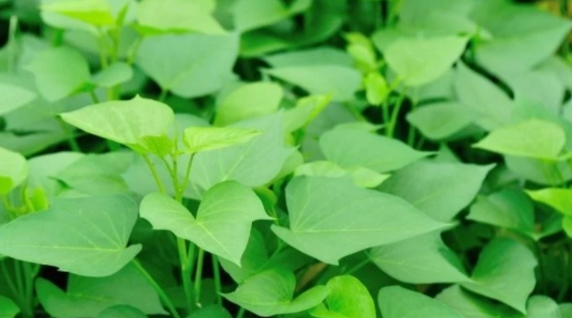 地瓜葉對狗狗好處