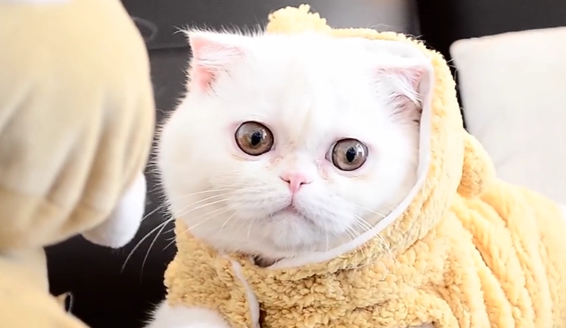 貓皰疹病毒治療