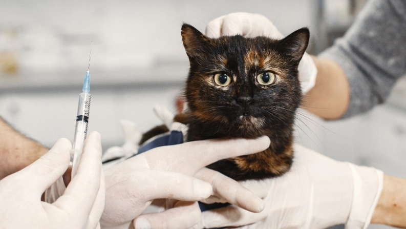 寵物打晶片會痛嗎？獸醫解析過程、感受與飼主必知注意事項