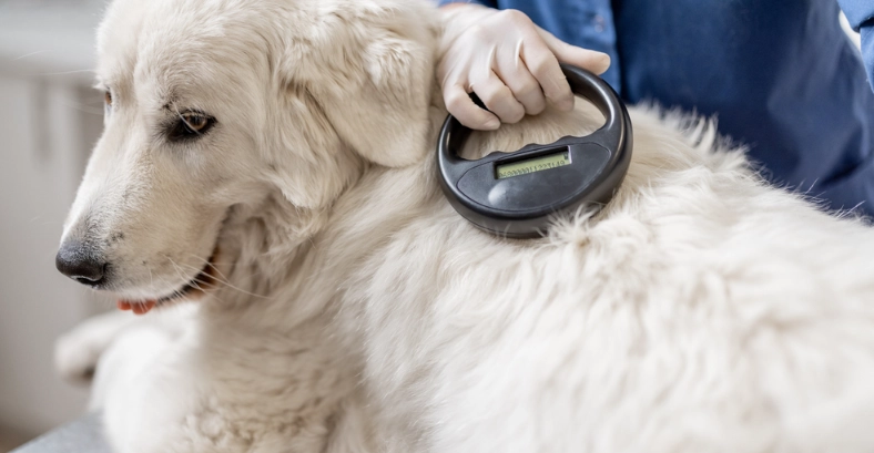 寵物晶片痛不痛