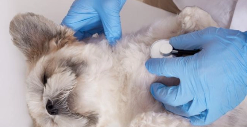 狗肺積水原因詳解：從症狀到治療，獸醫師教你如何應對