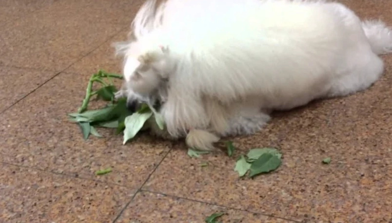 狗狗可以吃地瓜葉嗎？獸醫解析安全餵食指南與風險