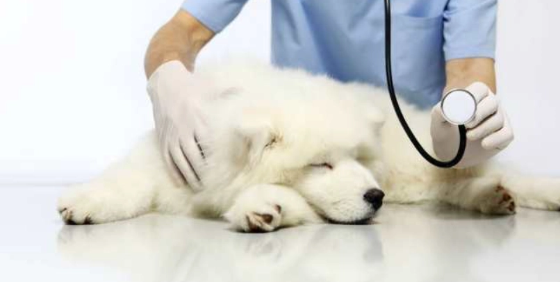 狗心臟病肺積水