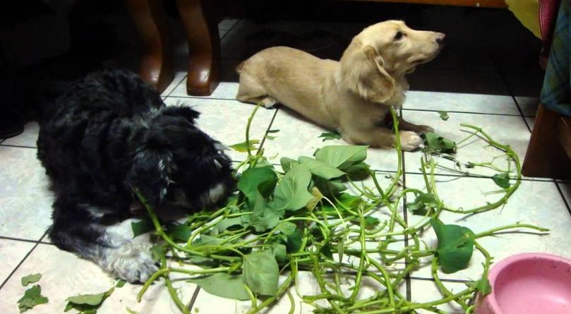 地瓜葉對狗狗好處