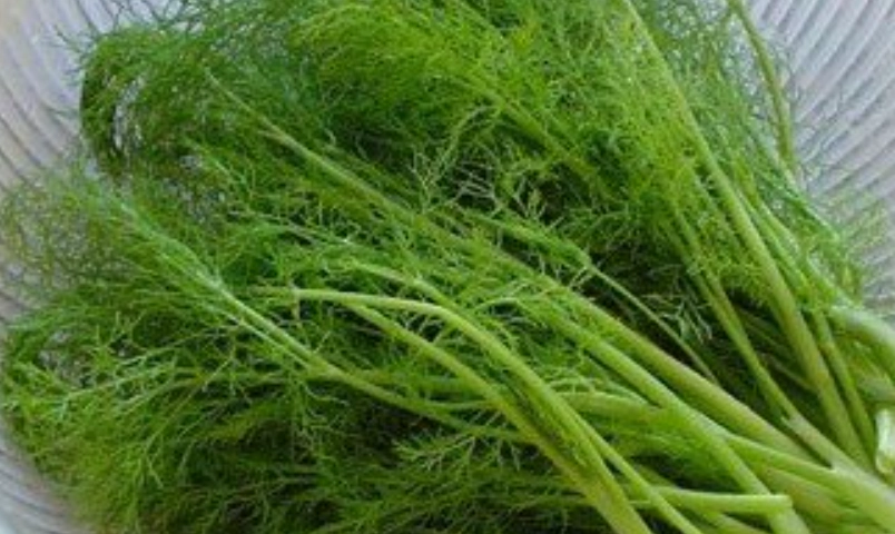 茴香菜保存方法