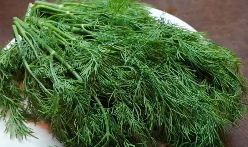 茴香菜清洗全攻略：3步驟洗淨不流失香氣，保存技巧一次看