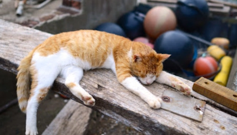 貓咪尾巴上下拍打：秒懂貓主子心情的終極指南