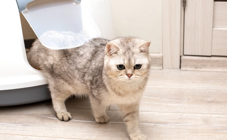 貓咪膀胱炎要多久才會好？獸醫解析康復時間與防復發關鍵