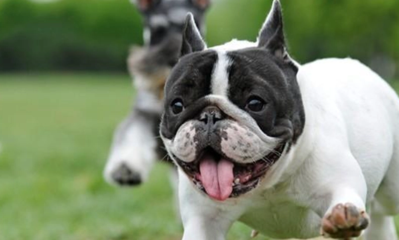 鬥牛犬飼養指南