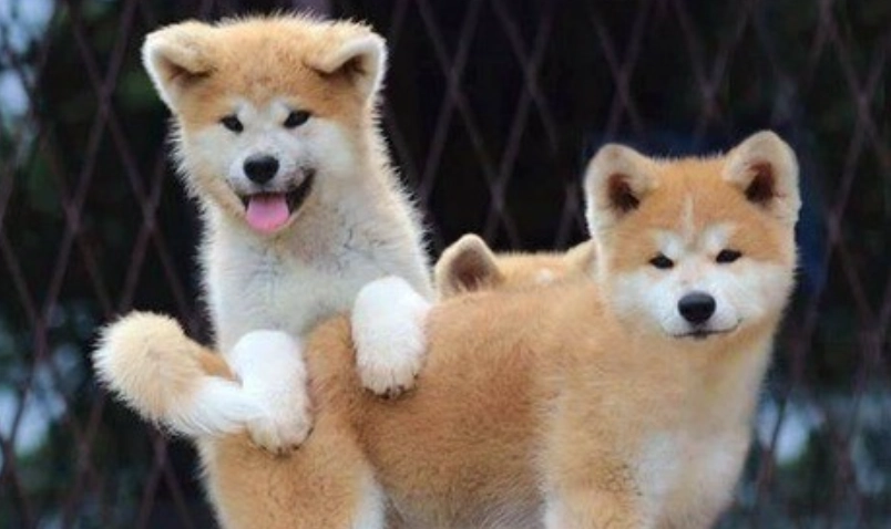 秋田柴犬混種訓練