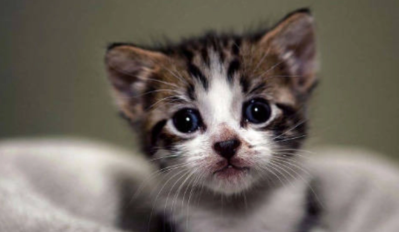 幼貓拉肚子精神卻很好？獸醫詳解5大原因與居家處理指南