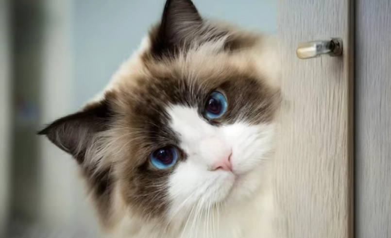 布偶貓體重過輕