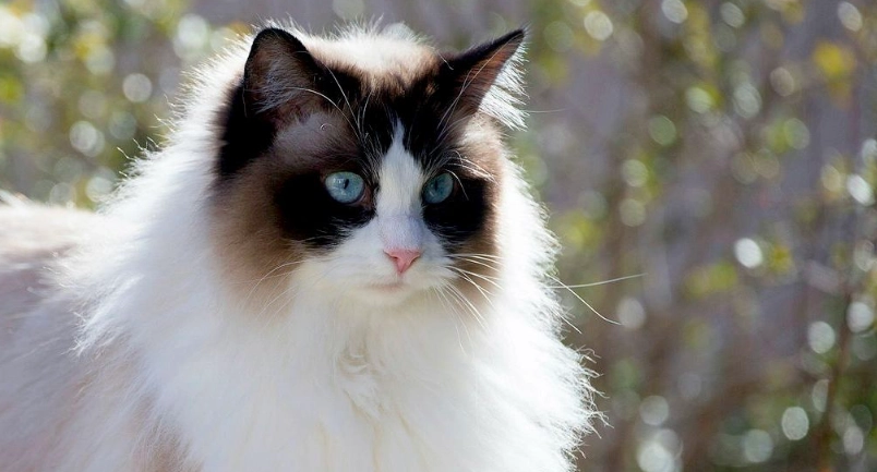 布偶貓體重標準指南：如何判斷愛貓是否健康？